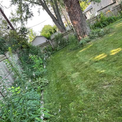 A freshly mowed backyard lawn with clean mowing stripes along the fence line.