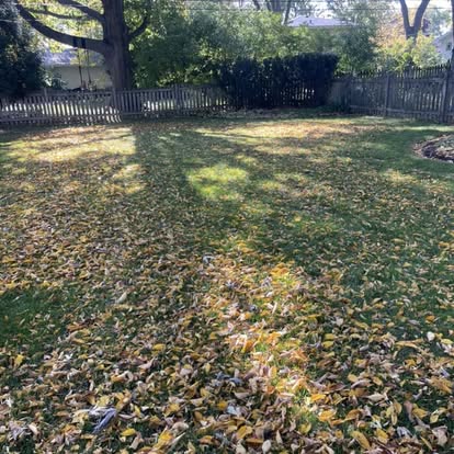 A back lawn covered in autumn leaves, ready for a fall cleanup.